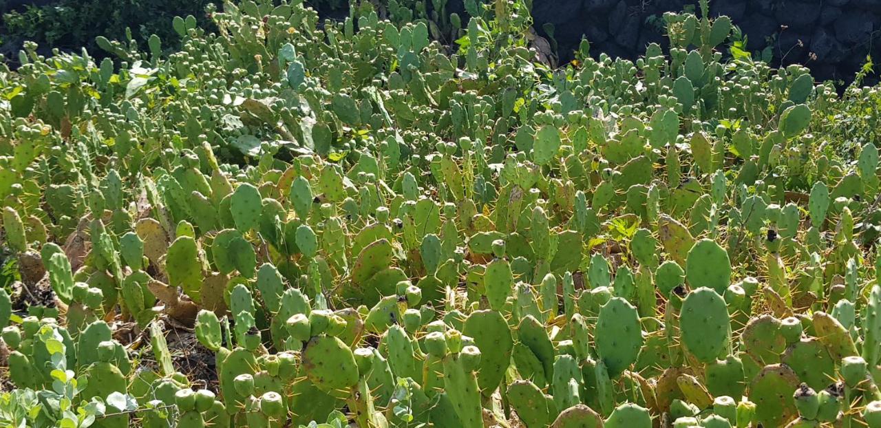 Jeju Again Olle Pension Dış mekan fotoğraf